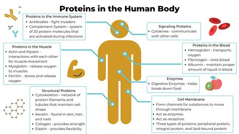 <hvor meget protein om dagen> Protein Levels and Their Impact on Daily Health